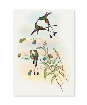 Racket-Tail, Greeting Card