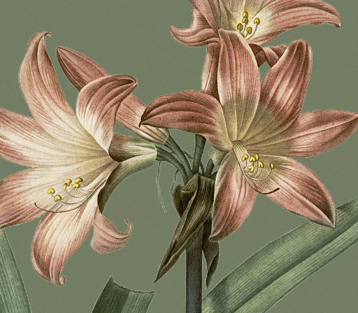 Amaryllis Belladonna 