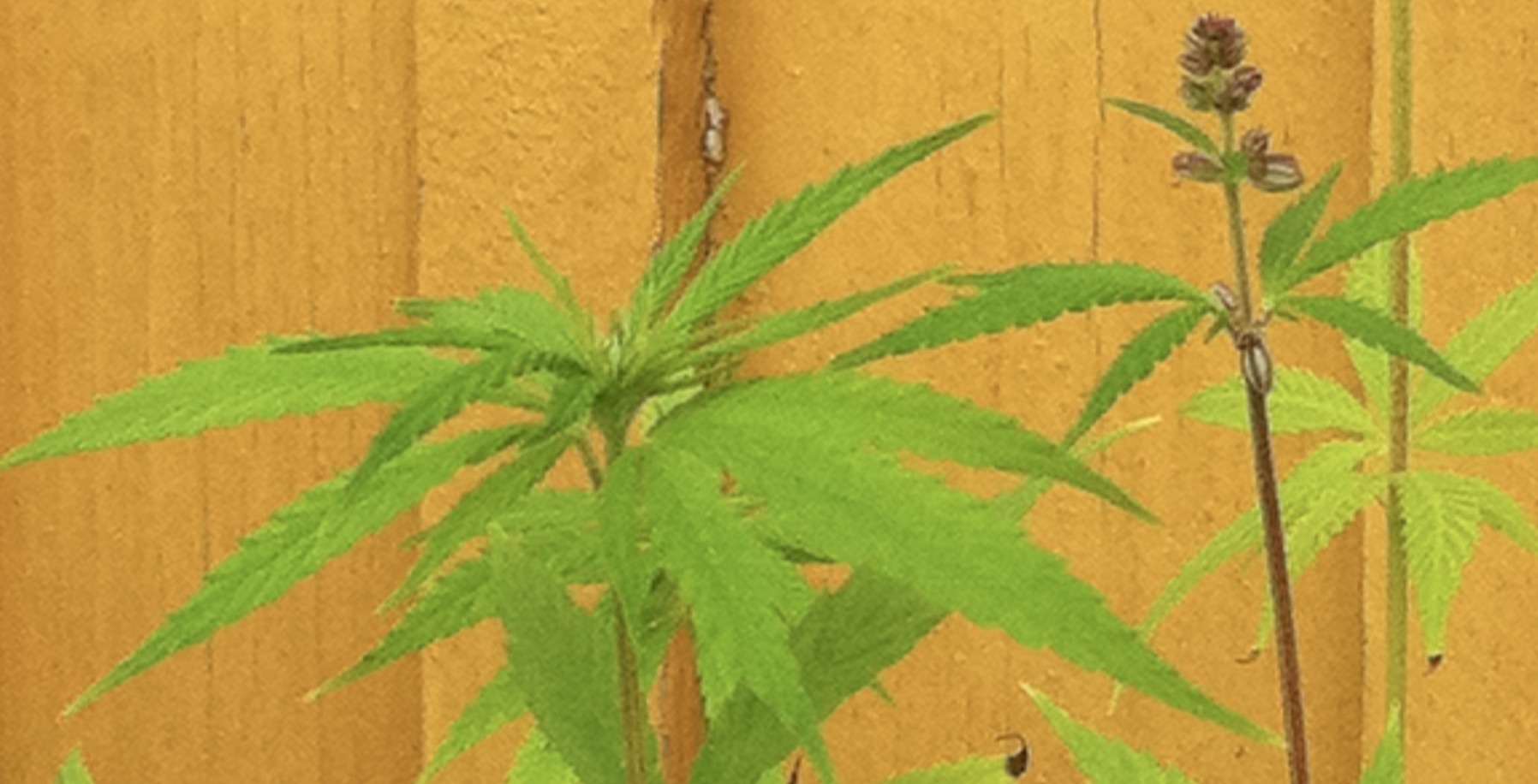 OM HAMPA visste du att... 