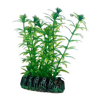 Plast växt- Lagarosiphon 7cm