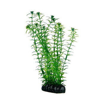 Plast växt- Lagarosiphon 20cm