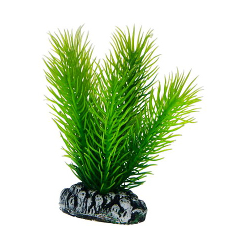 Plast växt- Mayaca 7cm