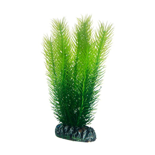Plast växt- Mayaca 16cm