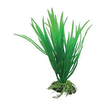 Plast växt- Cyperus 16cm