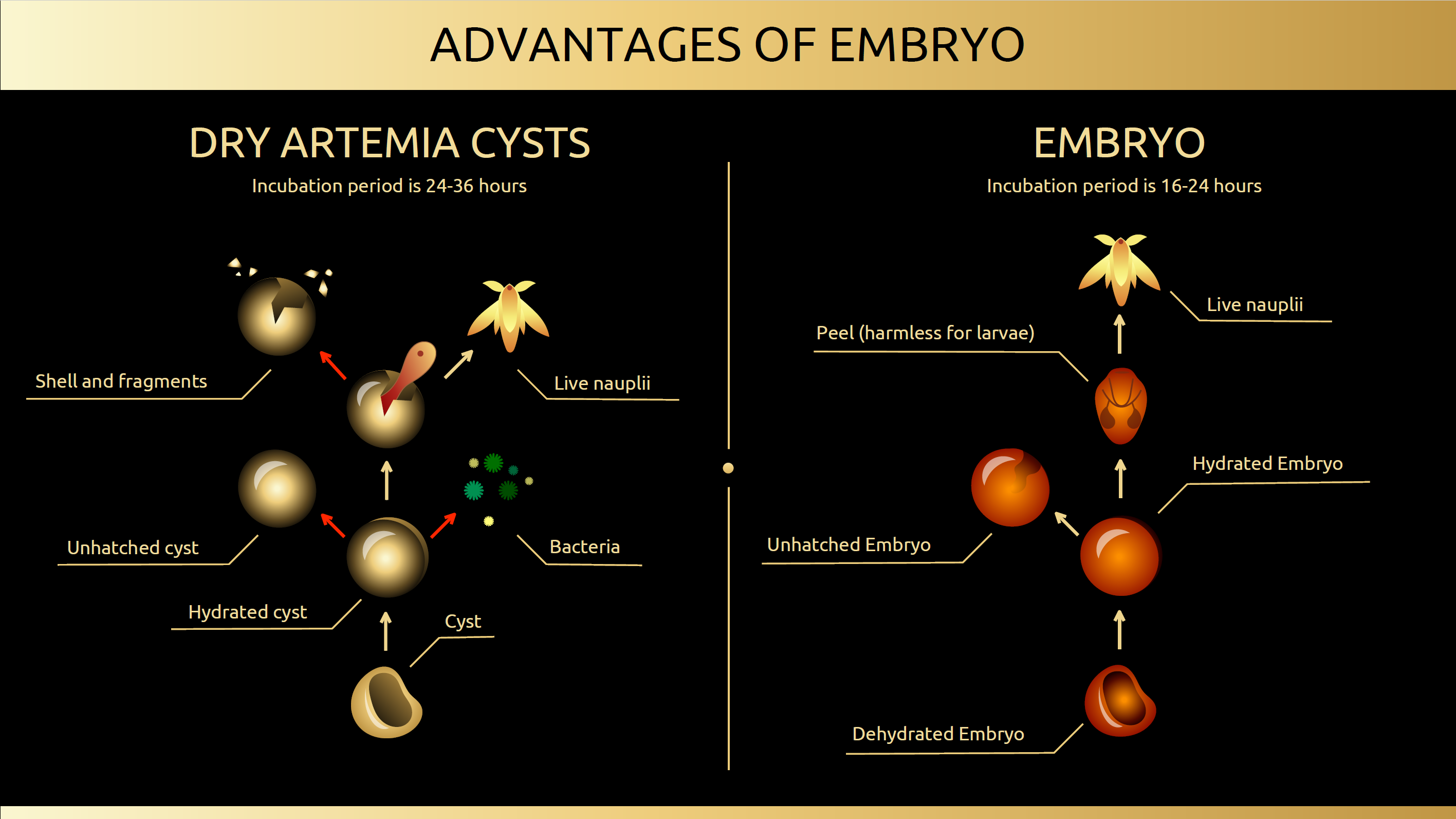 Embryo Artemia - Live Decapsulated Brine Shrimp Eggs 85-90% HR,  150 ml - 4