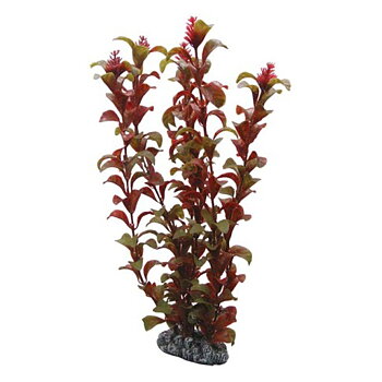 Rotala 30cm