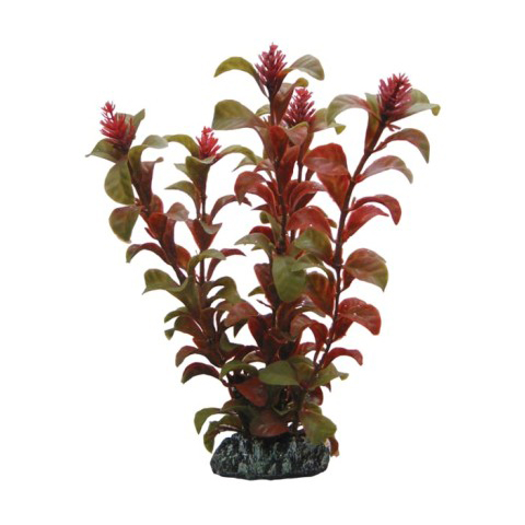 Rotala 16cm