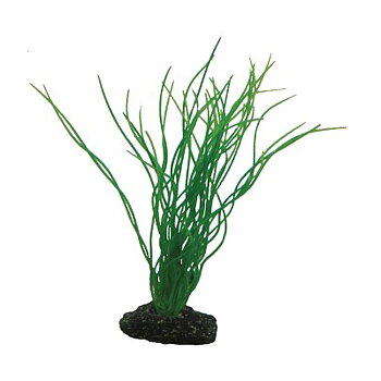 Sagittaria 20cm