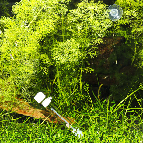 Planaria fälla JBL - 4