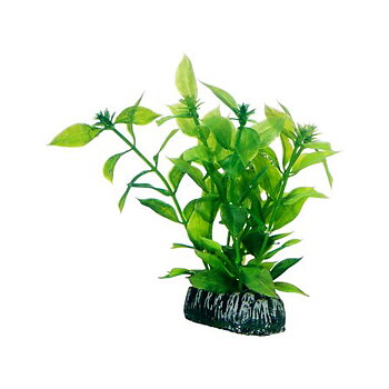 Plast växt- Hygrophila 13cm