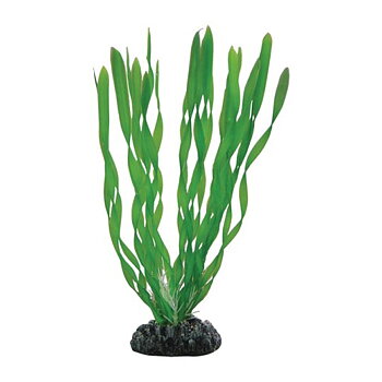 Vallisneria 20cm