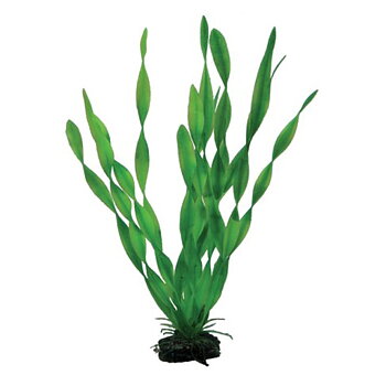 Vallisneria 34cm