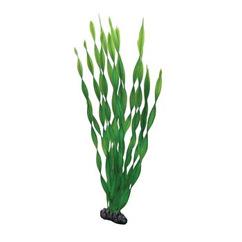 Vallisneria 46cm