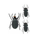 EK Success Stickers Jolee's By You Mini - Beetle Bugs
