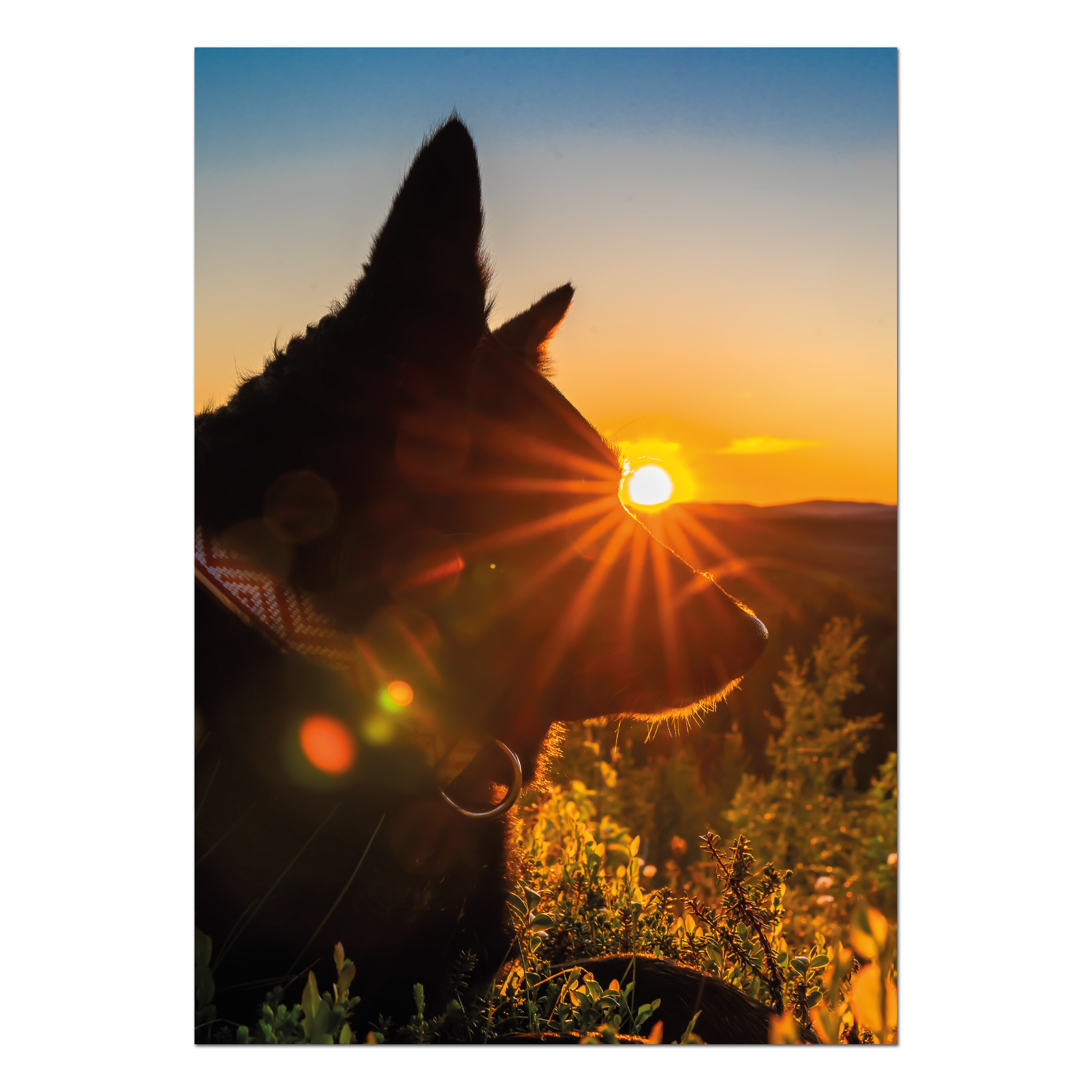Postcard Reindeer herding dog in Midnight Sun