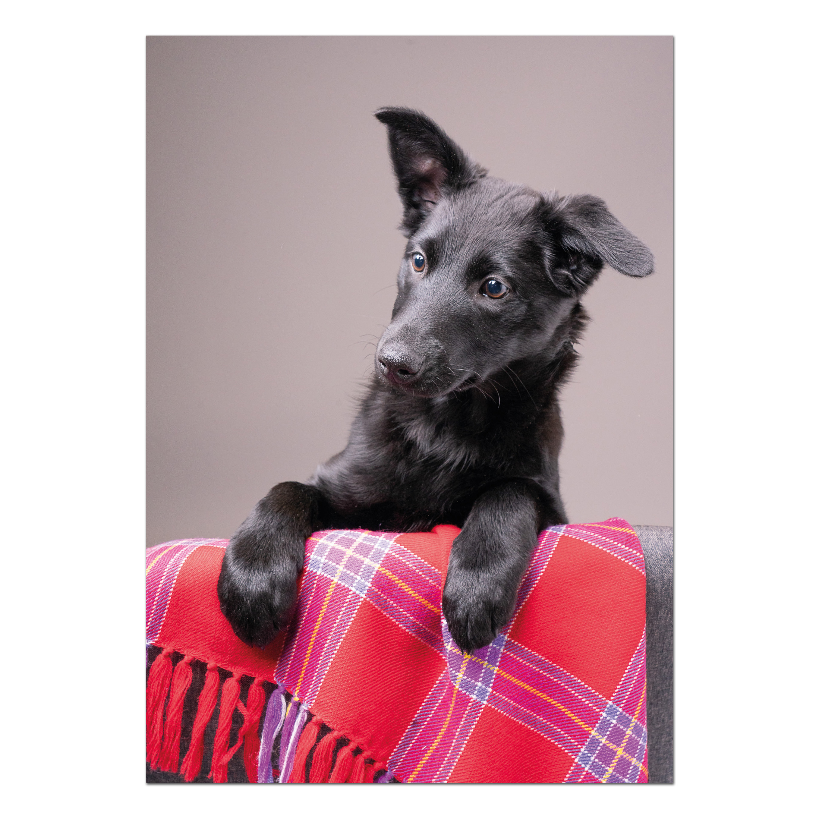 Postkarte Renvallhund Selda