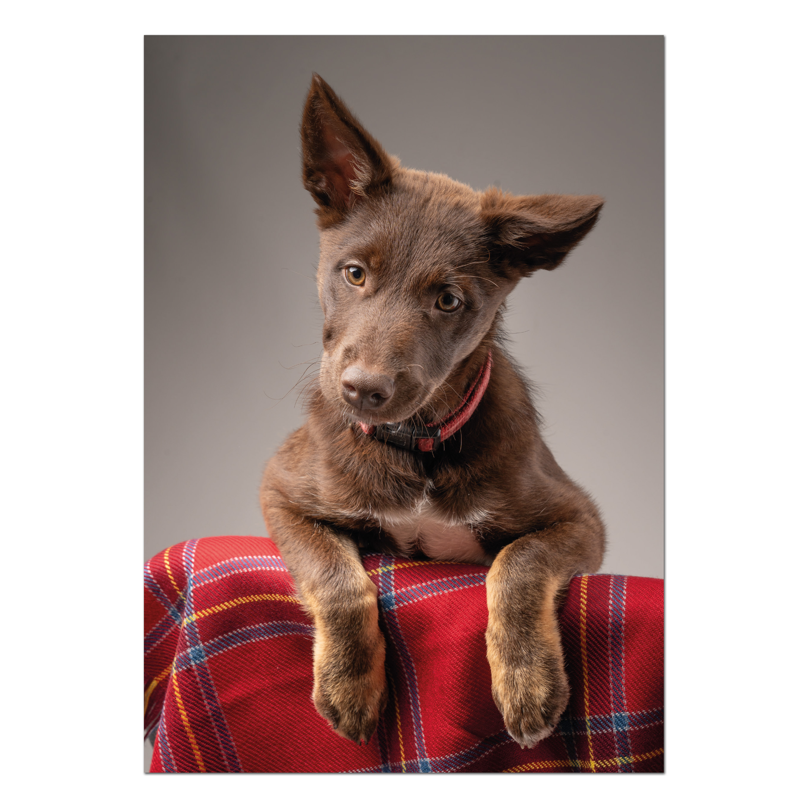 Postcard Sirkko reindeer dog 5 months