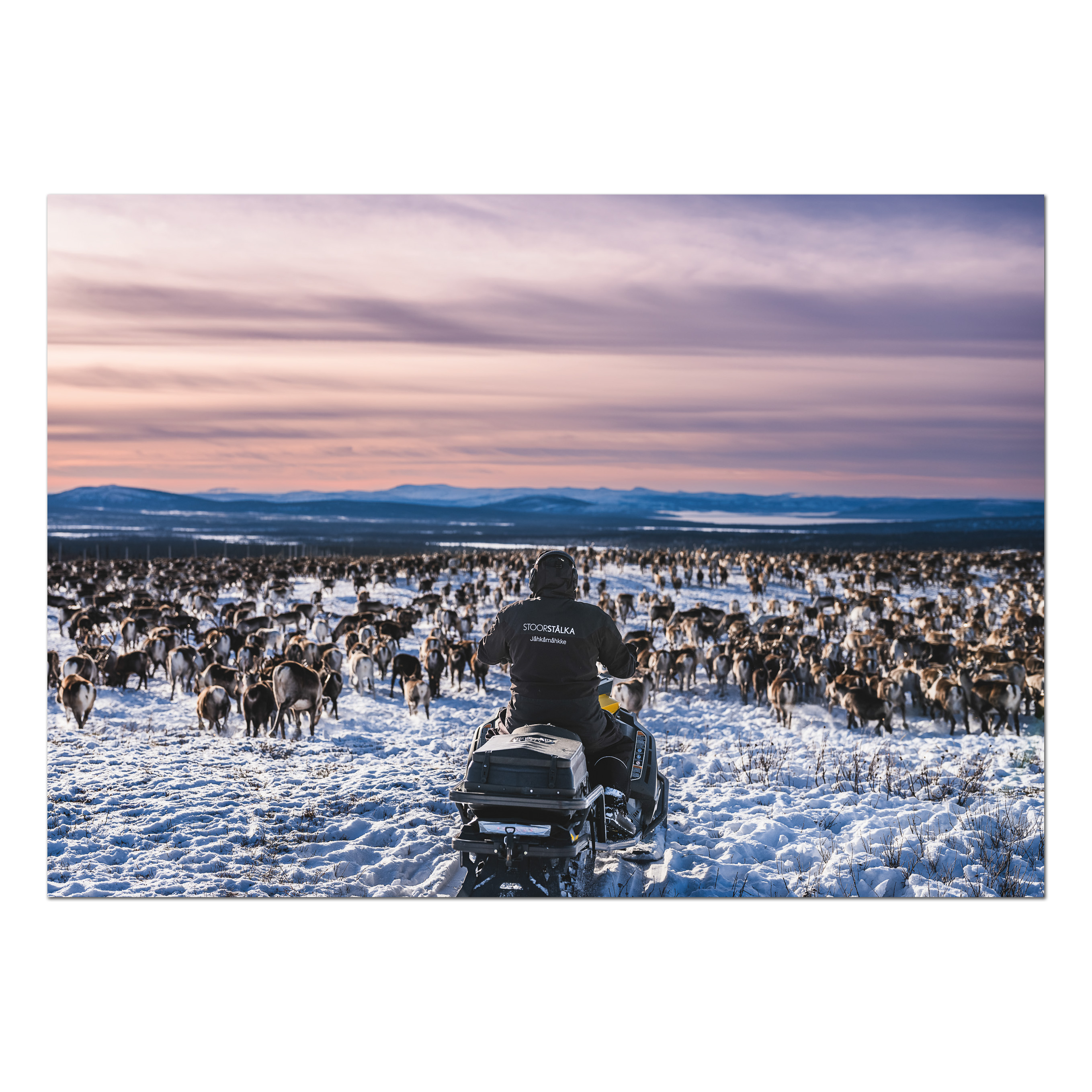 Postkarte David and the reindeers in Guorbak