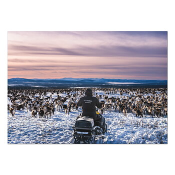 Postkarte David and the reindeers in Guorbak
