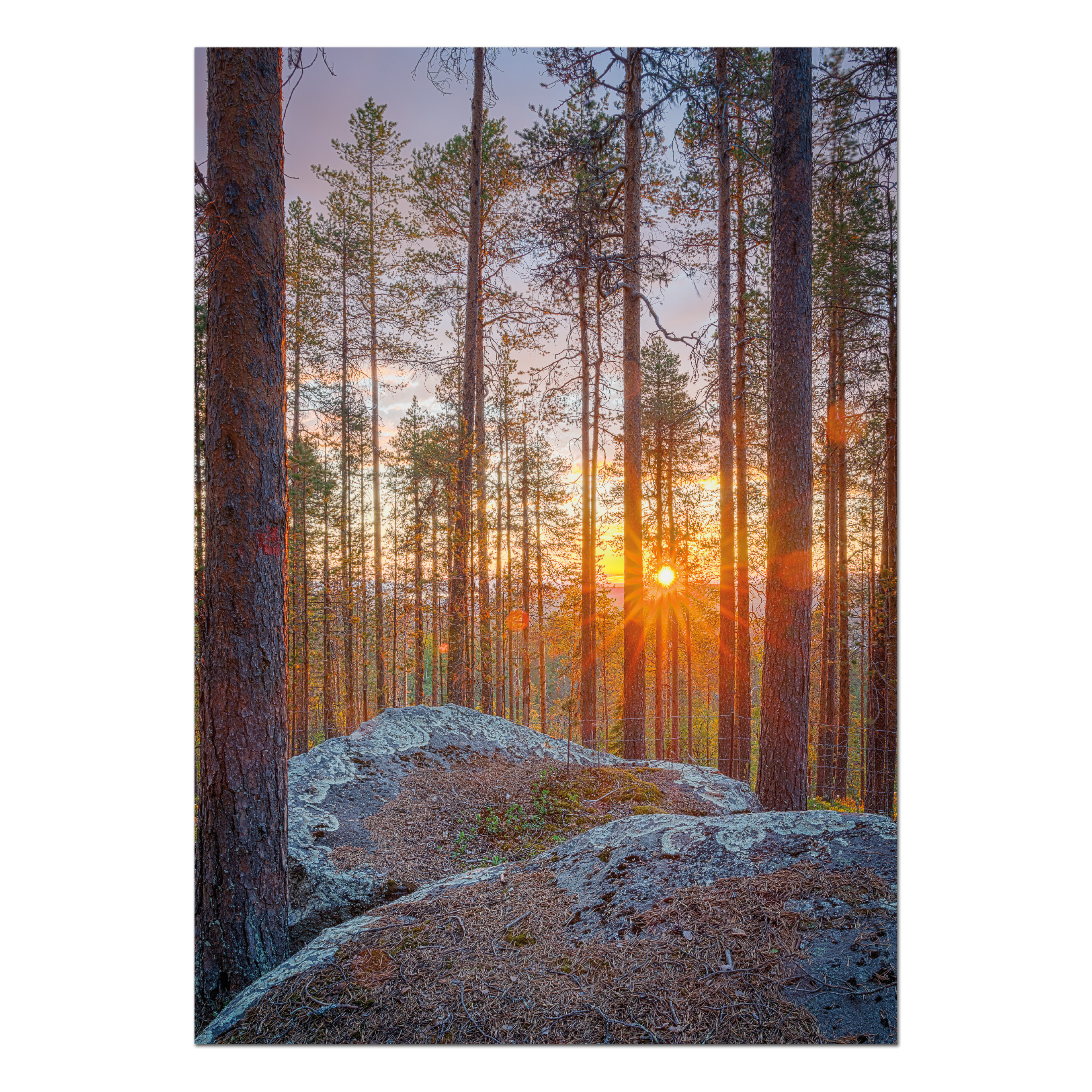 Postcard Midnight Sun through the pine forest in Jokkmokk