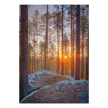 Postkarte Mitternachtssonne durch die Kiefern in Jokkmokk
