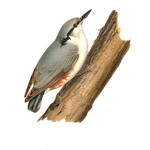 Nötväckaholk - 2
