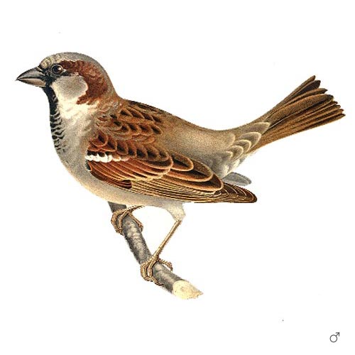 Gråsparvholk - 2