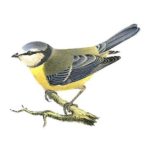 Blåmesholk - 2