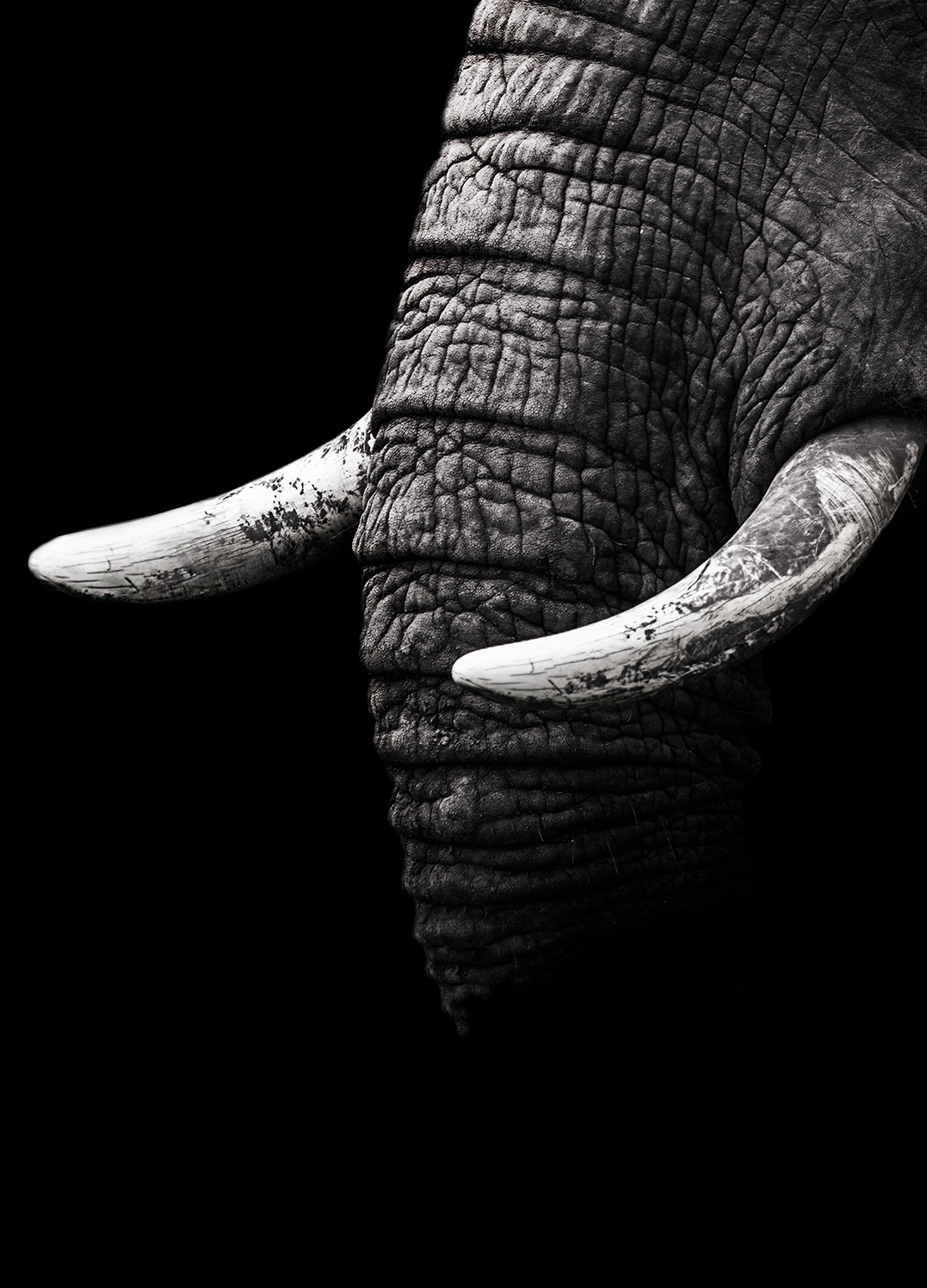 Elephant Black And White Art