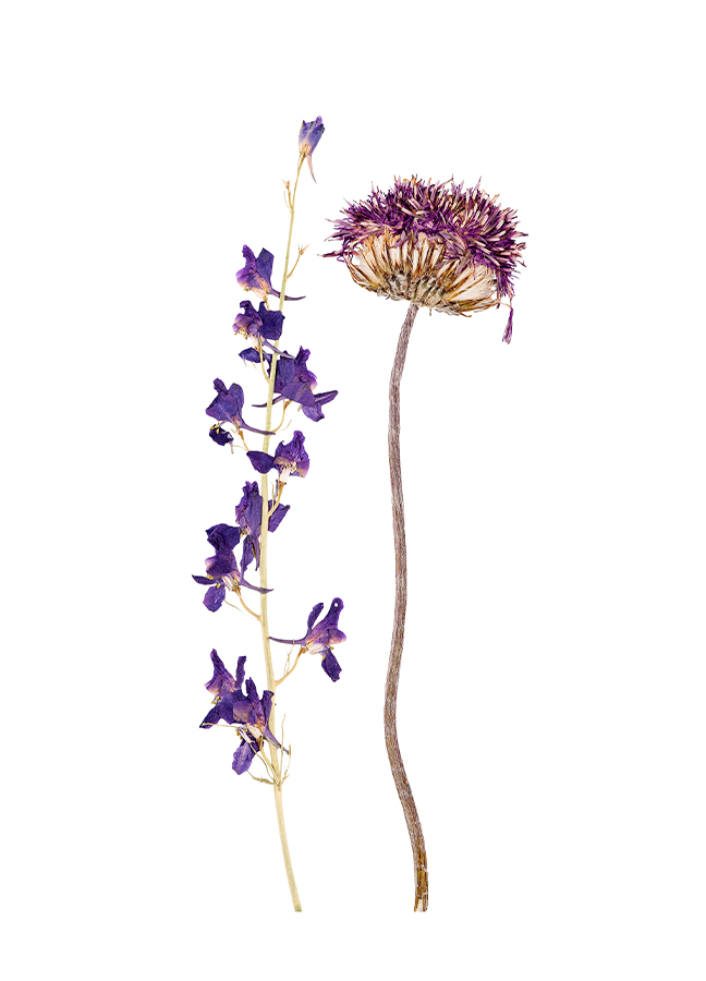 torkade blommor online torkade blommor online