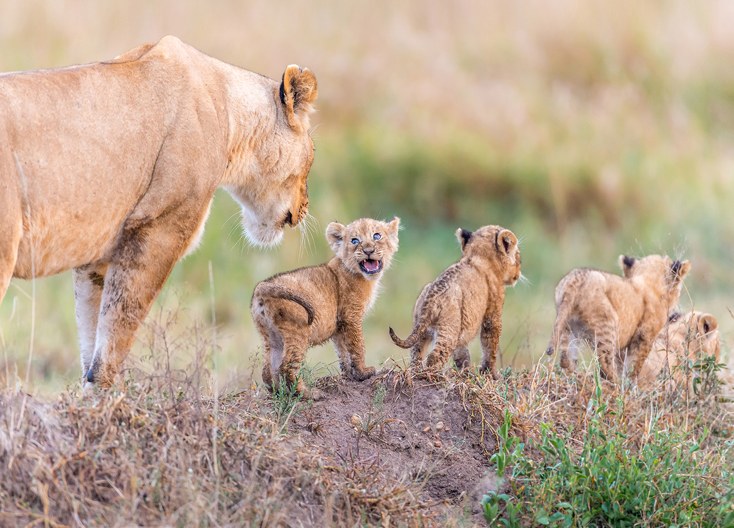 Lets photos. Savannah Discovery Lion Cubs.