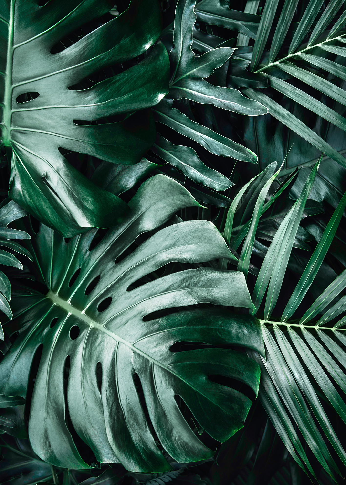 monstera lisc Monstera Deliciosa  Jungle & Loom