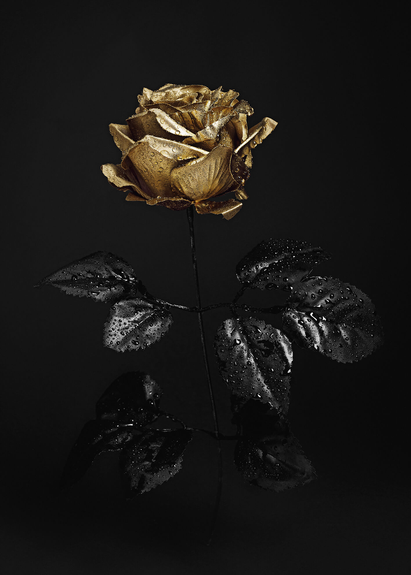 Gold Roses Wallpapers  Top Free Gold Roses Backgrounds  WallpaperAccess
