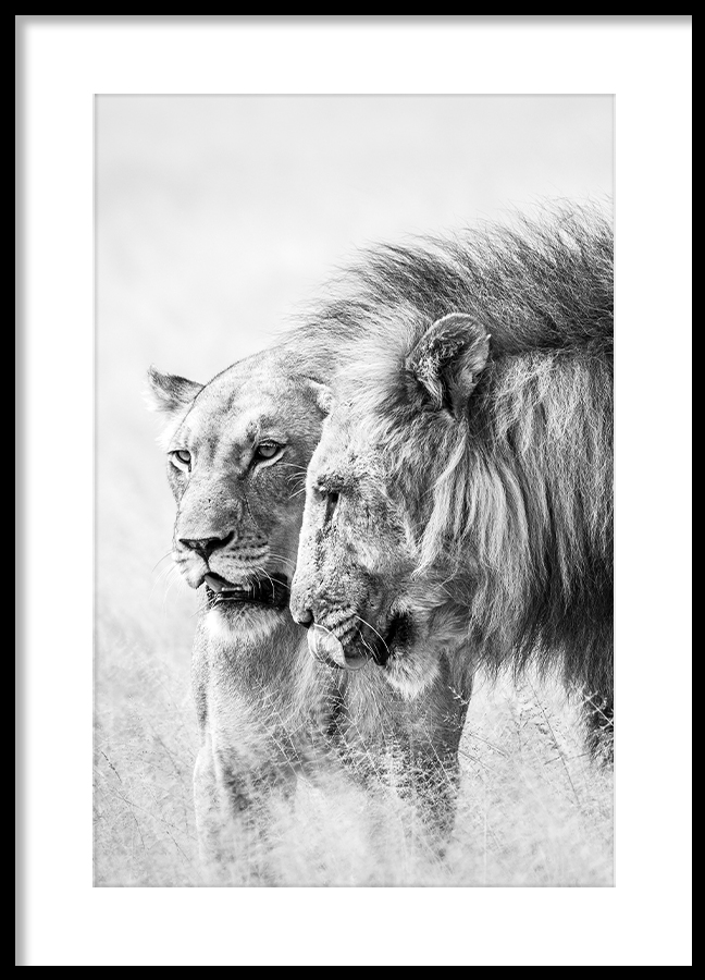 Poster A King Will Always Protect His Queen Gray