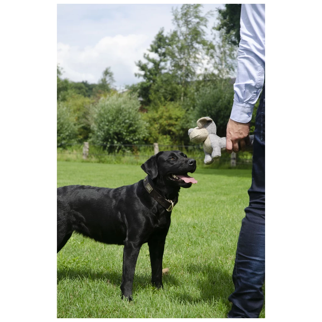 Country Dog Original Oliver - 4
