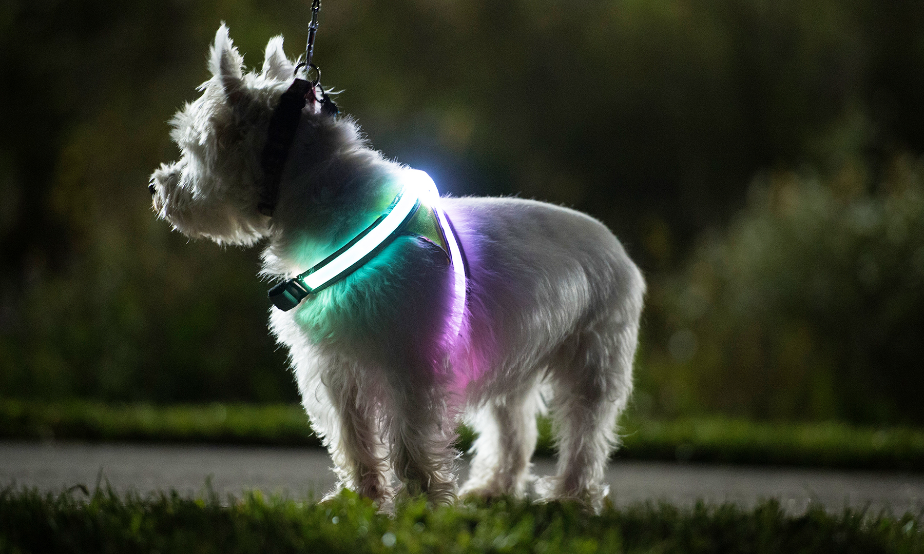 Noxgear LightHound LED-sele - 4