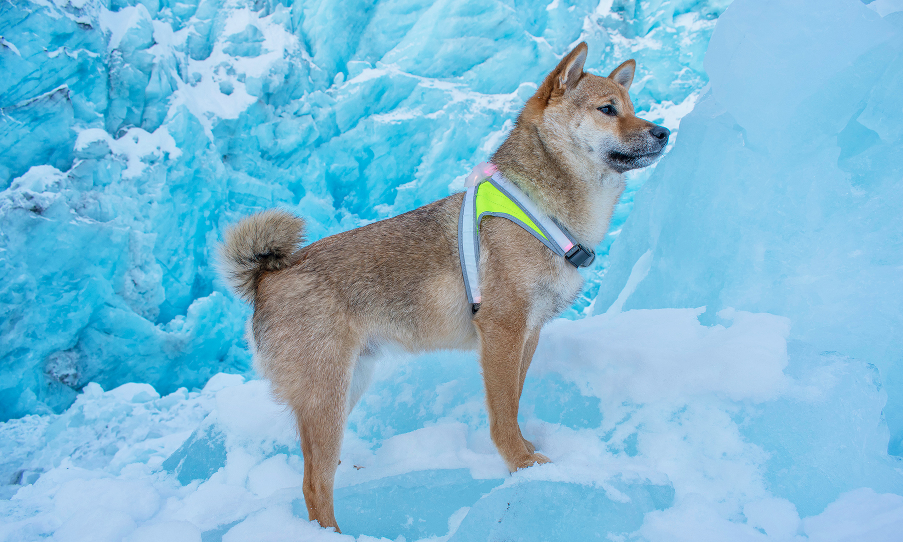 Noxgear LightHound LED-sele - 6