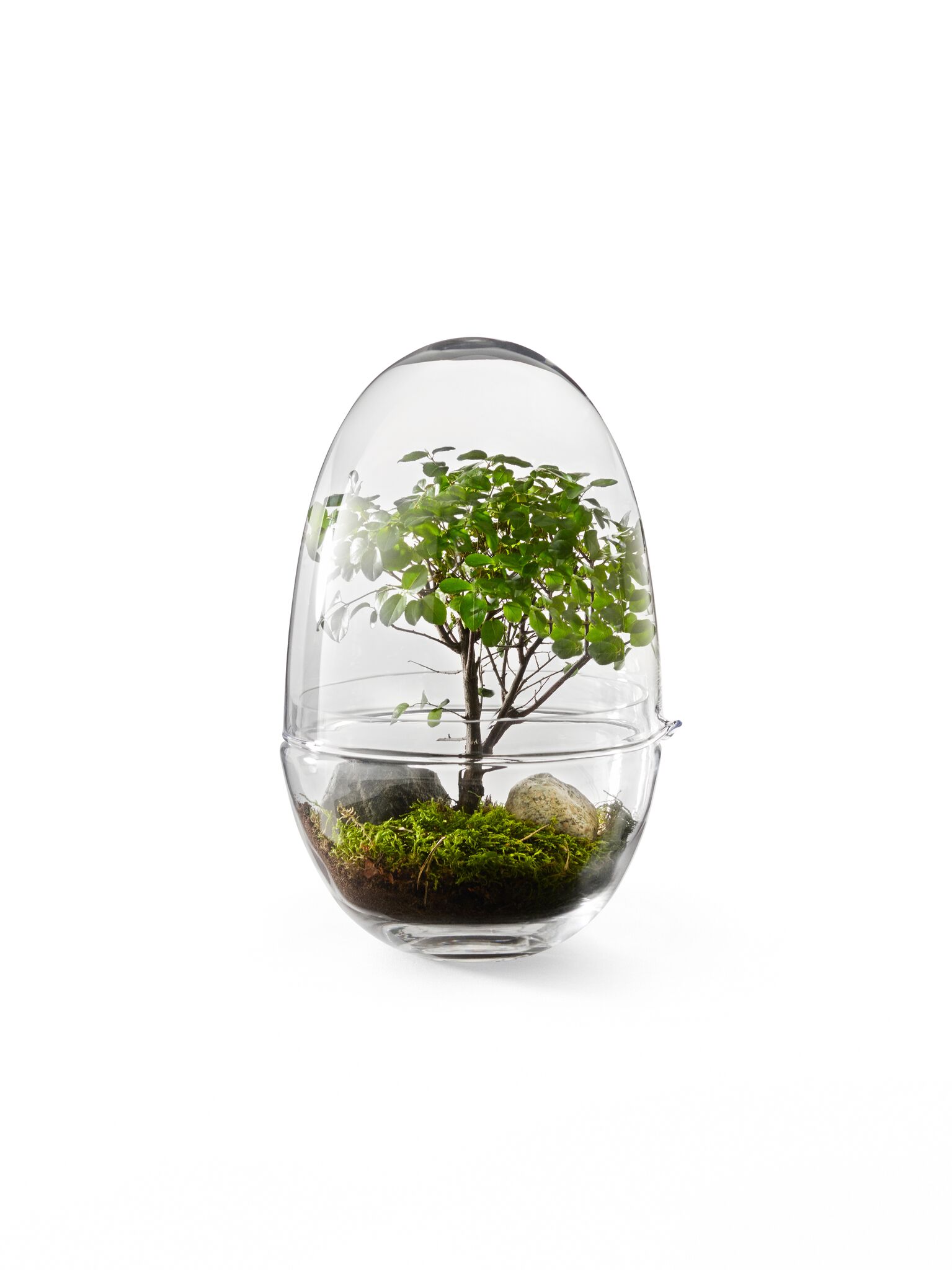 Grow Odlingskupa (X-Large) - 6