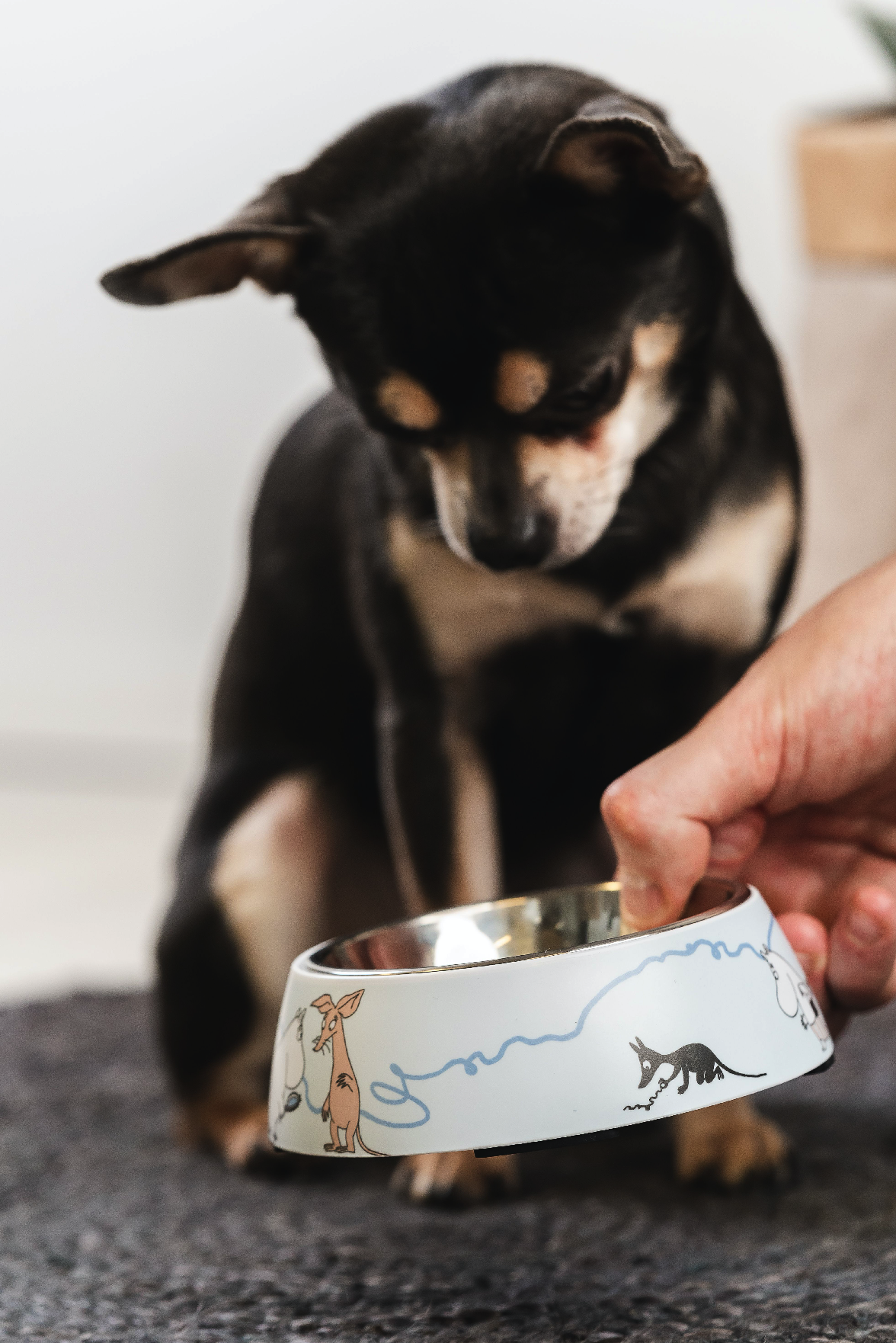 Moomin Pets - Bowl 17,5 cm - Blue - 6