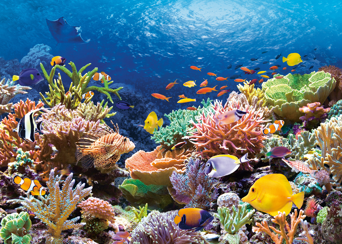 Coral Reef 1000 Bitar Castorland