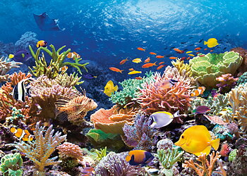 Coral Reef 1000 Bitar Castorland