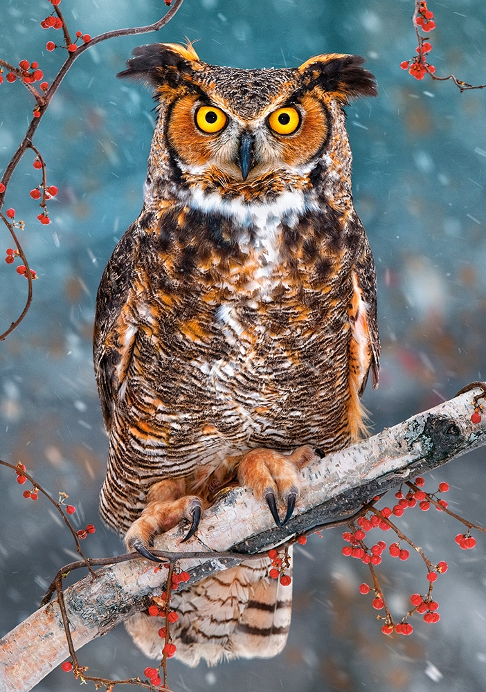 Great Horned owl 500 Bitar Castorland