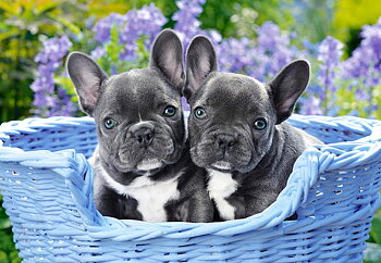 French Bulldog Puppies 1000 Bitar Castorland 