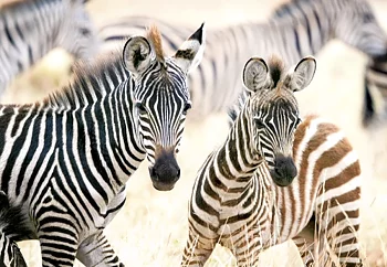 Young Zebras 1000 Bitar Castorland