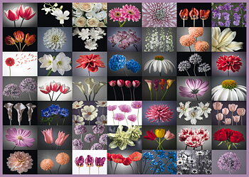 Floral Greeting 2000 Bitar Schmidt