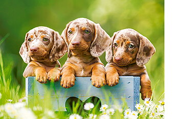 Cute Dachshunds 500 Bitar Castorland