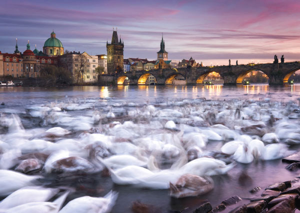 Prague Swans 1000 Bitar Schmidt