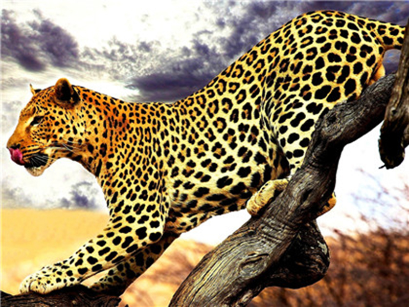 Jaguar, Diamond Picture Diamond Painting