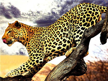 Jaguar, Diamond Picture Diamond Painting