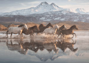 Horses in Cappadocia 1000 Bitar Schmidt